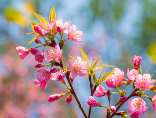 Branch of Prunus Kanzan cherry. Pink double flowers and green leaves in the blue sky background, close up. Prunus serrulata, flowering tree, called as Kwanzan, Sekiyama cherry, Japanese cherry, Sakura