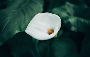 Macro and detailed photo of white calla lilies and green leaves growing in the forest.