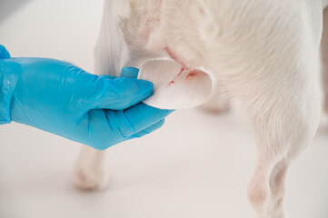 Menstruation in a dog. Close-up veterinarian wipes blood from genitals of jack russell terrier...