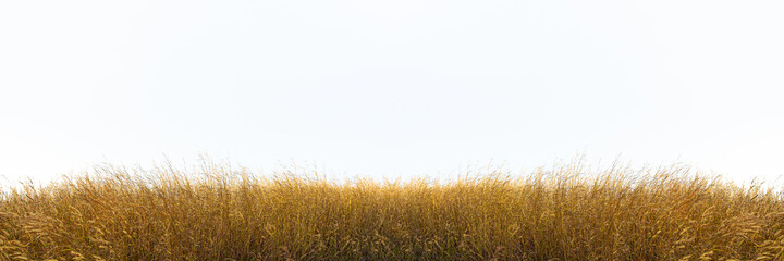 Tall yellow wild grass against an isolated white sky ,background.