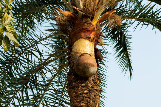 In the village roadside, the juice is collecting from date palms trees