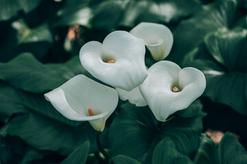 Macro and detailed photo of white calla lilies and green leaves growing in the forest.