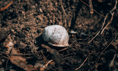 little snail crawling on the ground in the woods