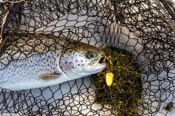 Catching a brown trout in the river.