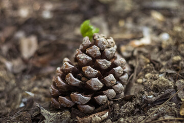 Marco and a detailed photo of a cone lying on the ground. forest.