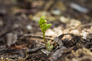 a small green sprout of a plant sprouting from the ground. macro and detailed photo. concept of earth fertility