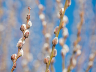 Beautiful willow pussy on a blue spring background. Easter sunday holiday.