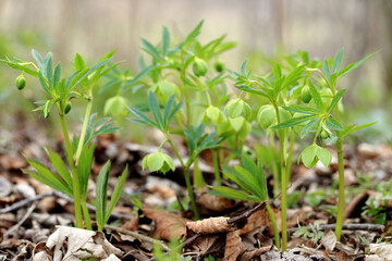 Green hellebore in the spring forest in Kaczawskie Mountains (Poland)