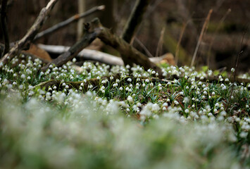 Spring snowflake in the spring forest