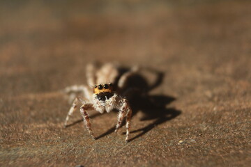  Jumping spider on the woll