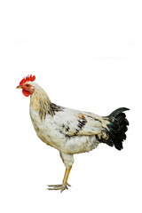 An adult male chicken is called a cock or rooster on isolated white bg