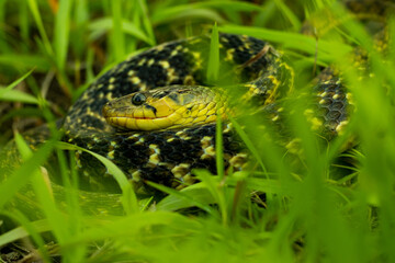 Buff striped keelback yellow and black striped snake into grass