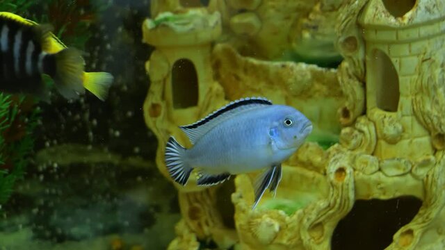 cichlid swimming in the aquarium close-up