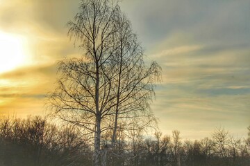 birch at sunset in winter