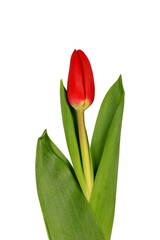Fototapeta premium Red tulip isolated on white background. Close-up.