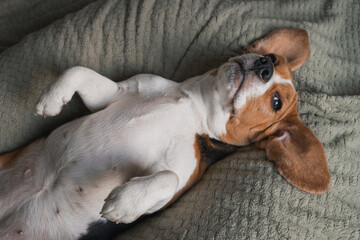 beagle dog lying on a pillow, sleeping, sad, funny face, big ears.