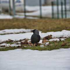 A serious jackdaw on one of the first spring thawed patches with green grass and old leaves in a still snow-covered city on a cloudy and rainy day.