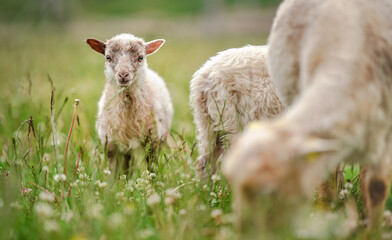 Small ouessant (or Ushant) sheep lamb grazing on dandelion stalks, another animals near