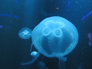 Naklejka na ściany i meble jellyfish in the water