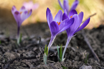Wild purple and yellow iris (Crocus heuffelianus discolor) flower growing in shade, dry grass and leaves around