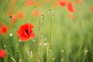 Bright wild red poppy flowers, petals wet from rain growing in green unripe wheat field