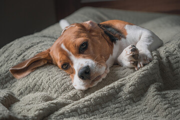 beagle dog lying on a pillow, sleeping, sad, funny face, big ears.