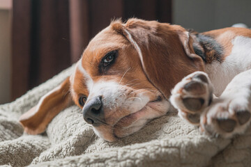 beagle dog lying on a pillow, sleeping, sad, funny face, big ears.