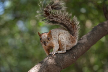 Naklejka na ściany i meble Squirrel on the branch