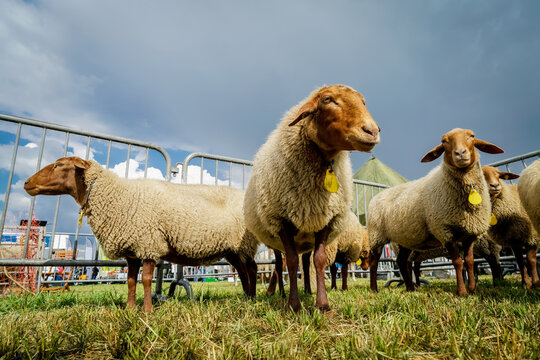 Schafhaltung - Coburger Fuchsschafe auf einer landwirtschaftlichen Tierschau, Symbolfoto.