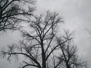 silhouette of a tree in the fog in winter