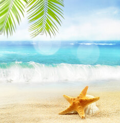 Fototapeta na wymiar seashells and palm on the sandy beach. summer concept.