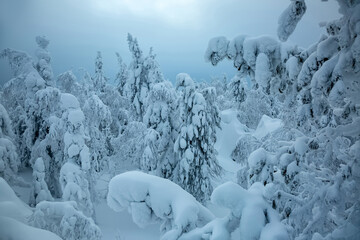 Snowy deserted landscape with blue and white colors, high snowdrifts and trees covered with snow.