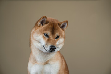 Shiba Inu dog in the studio