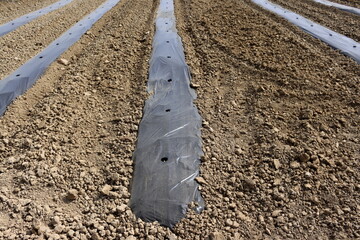 Mulching beds with plastic wrap. Row of Vegetable Beds Covered in Plastic black Mulch on a field.