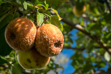 Rotten apples hang from a tree in green foliage.