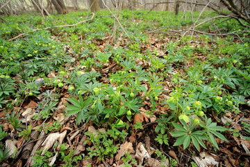 Green hellebore in the spring forest in the Kaczawskie Mountains (Lower Silesia, Poland)