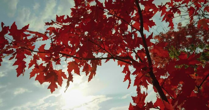 Bright red autumn foliage, low angle