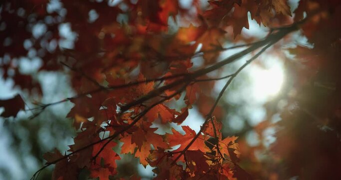 Low angle close up, sun shines through fall leaves