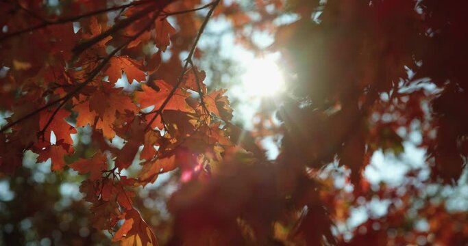 Low angle close up, autumn foliage