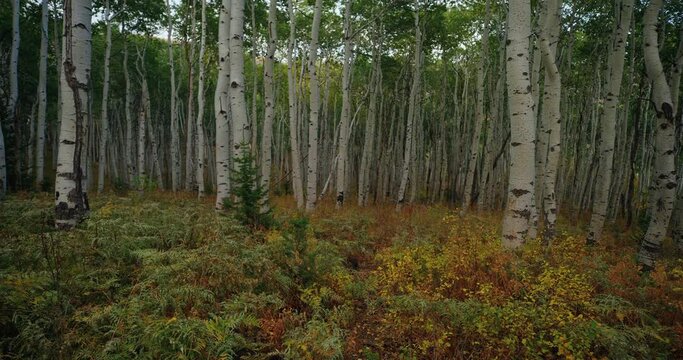 Aerial, birch tree countryside in autumn
