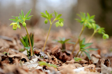 Green hellebore in the spring forest in the Kaczawskie Mountains (Lower Silesia, Poland)