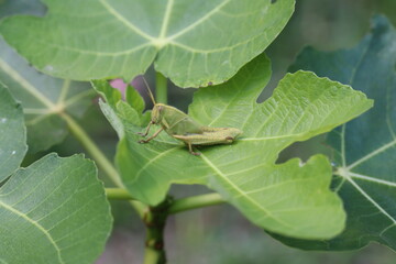 grasshopper on a leaf