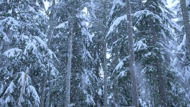 Heavy snowfall in rural Oregon forest, low angle