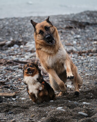 Black and red German Shepherd and brown and white little fluffy mongrel are having fun running around actively on seashore. Best friends. Two dogs play on the beach.