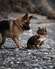 Black and red German Shepherd and brown and white little fluffy mongrel are having fun running around actively on seashore. Best friends. Two dogs play on the beach.