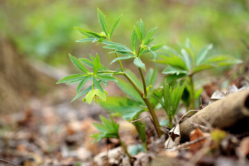 Green hellebore in the spring forest in the Kaczawskie Mountains (Lower Silesia, Poland)