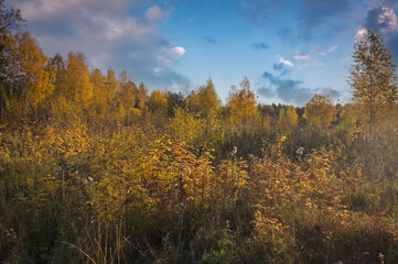Fototapeta premium Beautiful autumn landscape. Autumn yellow and red forest, nature autumn landscape.