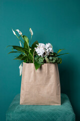 Buying new green plants in brown craft bag, spring transplant. Unpretentious greens, home gardening on green background. Natural, eco atmosphere interior at home. Scandinavian style