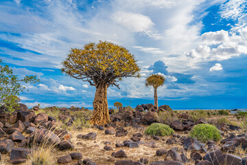 Naklejka premium Quiver trees in warm light, background blue sky with beautiful clouds at Keetmanshoop