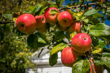Closeup of beautiful red ripe apples on an apple tree in green summer garden. High quality photo
